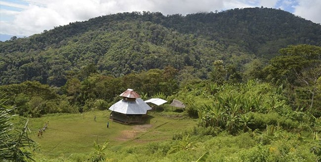 Caf&eacute; Geisha Selva Central 2